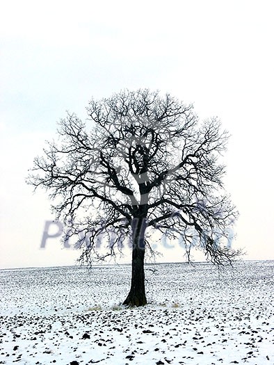 Lonely oak tree in a winter field