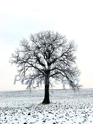 Lonely oak tree in a winter field Lonely oak tree in a winter field