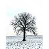 Lonely oak tree in a winter field