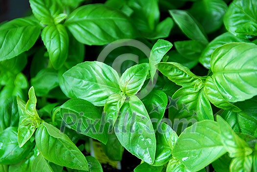 Fresh green basil Fresh green basil