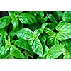 Fresh green basil