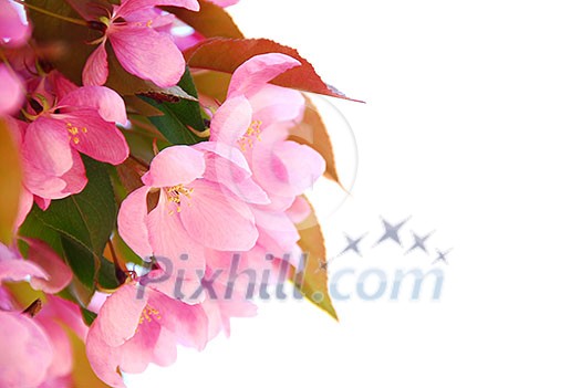Blooming branch of an apple tree isolated on white background Blooming branch of an apple tree isolated on white background