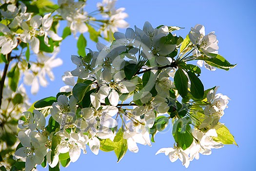Branch of an apple tree blooming on background of blue sky