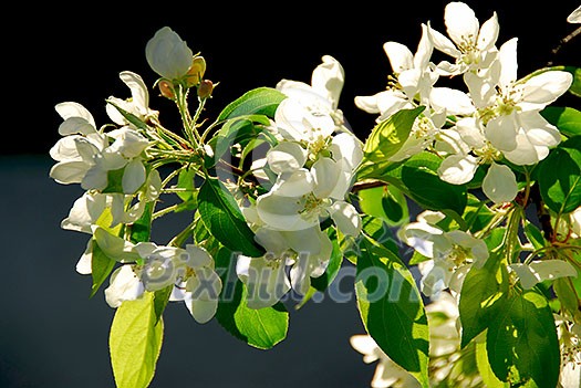 Branch of an apple tree blooming on background of blue sky Branch of an apple tree blooming on background of blue sky