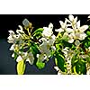 Branch of an apple tree blooming on background of blue sky