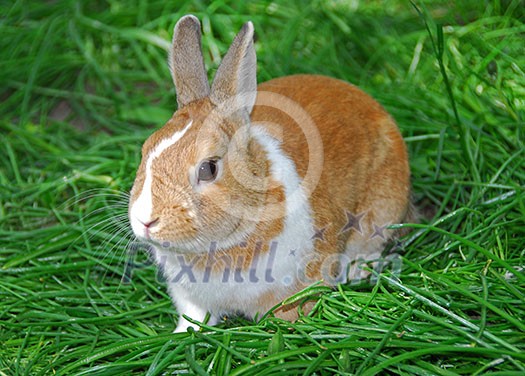 Bunny rabbit on green grass