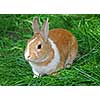 Bunny rabbit on green grass