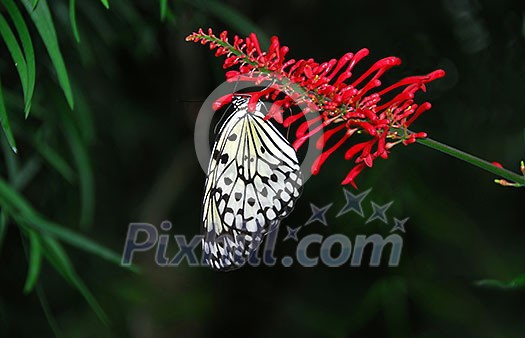 Rice paper butterfly on red flower Rice paper butterfly on red flower