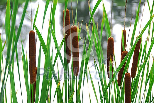 Cattails growing at the edge of a pond Cattails growing at the edge of a pond