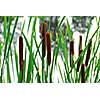 Cattails growing at the edge of a pond