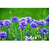 Blue cornflowers on green background