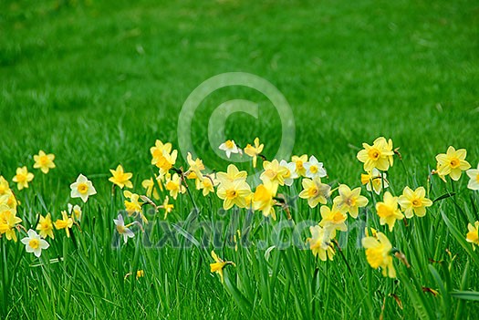 Row of spring daffodils in green grass field