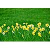 Row of spring daffodils in green grass field