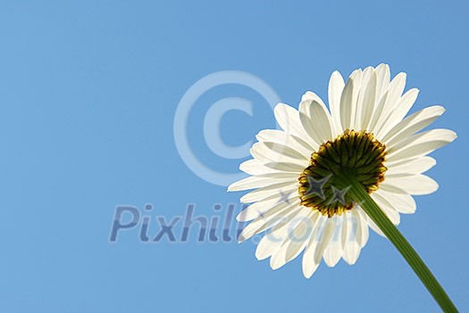 Single daisy flower on blue sky background