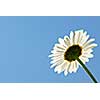 Single daisy flower on blue sky background