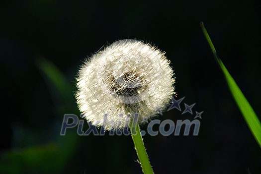 White seeding dandelion in late afternoon sunlight with grass blade