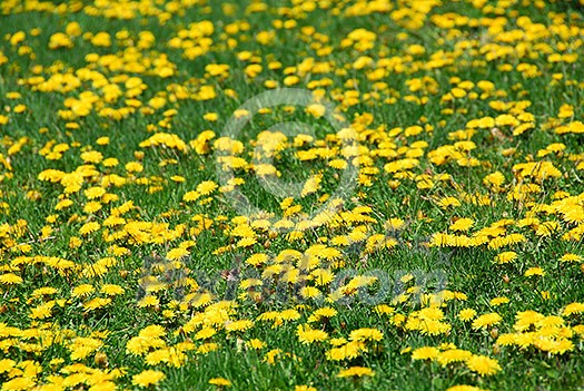 Field of blooming dandelions