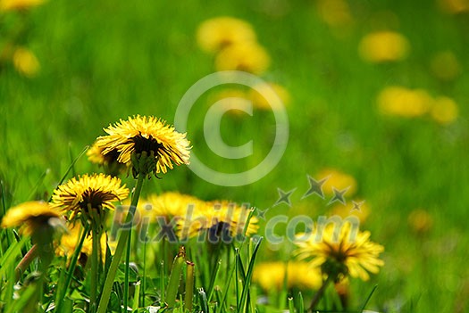 Blooming spring dandelions 