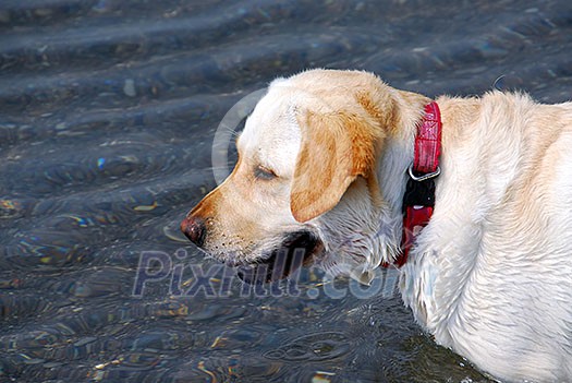 Portrait of a yellow lab standing in water, profile Portrait of a yellow lab standing in water, profile