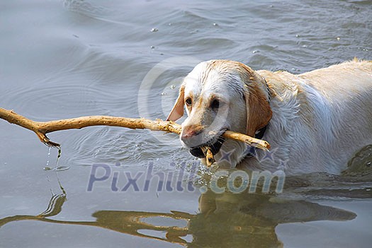 Yellow lab swimming in a lake holding a stick Yellow lab swimming in a lake holding a stick
