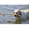 Yellow lab swimming in a lake holding a stick