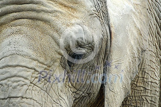 Elephant close up Elephant close up