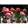 Several colorful pink flamingoes standing in water