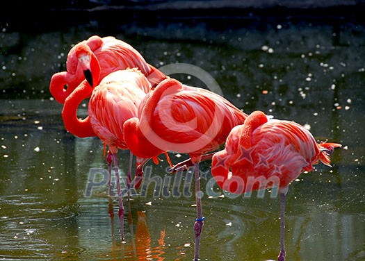 Several colorful pink flamingoes standing in water Several colorful pink flamingoes standing in water