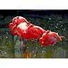 Several colorful pink flamingoes standing in water