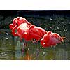 Several colorful pink flamingoes standing in water