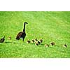 Canadian mother goose with her goslings walking on green grass