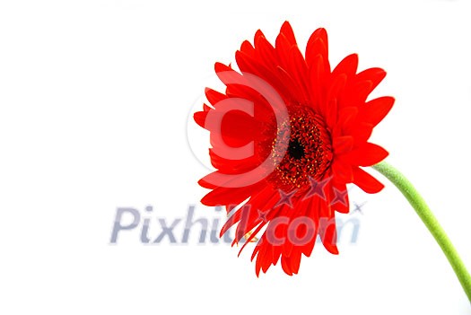 Red gerbera flower on white background with a stem