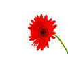 Red gerbera flower on white background with a stem