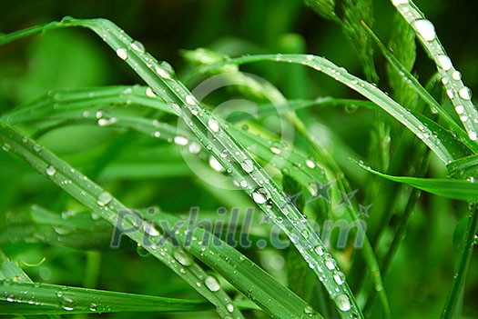 Macro of tall green grass blades with raindrops