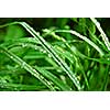 Macro of tall green grass blades with raindrops