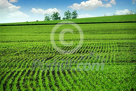 Green farm field in spring Green farm field in spring