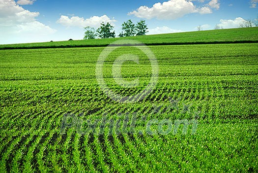 Green farm field in spring