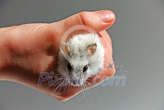 Dwarf hamster in child's hand Dwarf hamster in child's hand