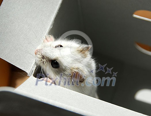 White dwarf hamster trying to escape White dwarf hamster trying to escape
