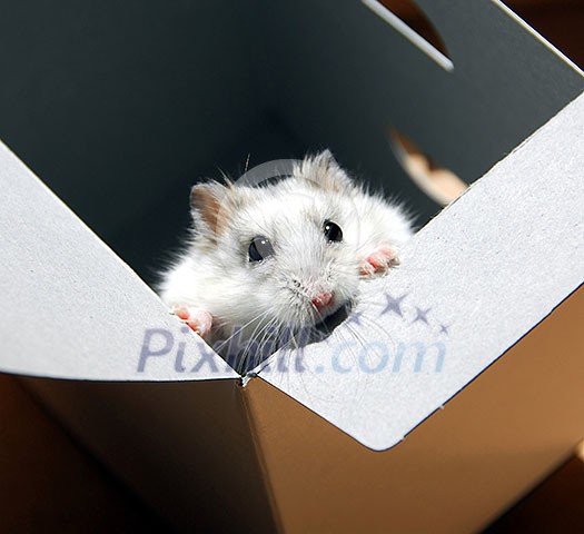 White dwarf hamster standing up in a box White dwarf hamster standing up in a box