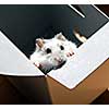White dwarf hamster standing up in a box