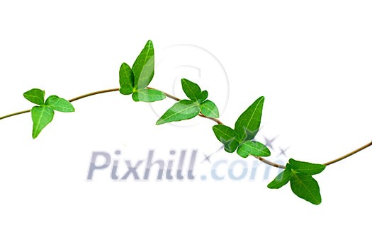 Botanical design element on white background: green ivy branch