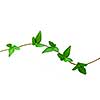 Botanical design element on white background: green ivy branch
