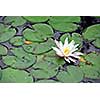 Blooming water lily