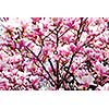 Background of blooming magnolia tree with big pink flowers