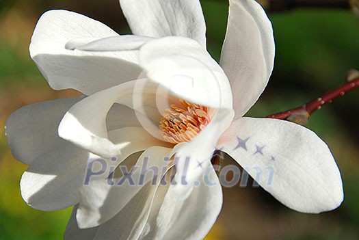 Magnolia flower macro Magnolia flower macro