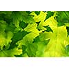 Green maple leaves background