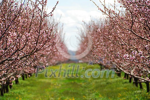 Blooming peach orchard in spring