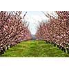 Blooming peach orchard in spring