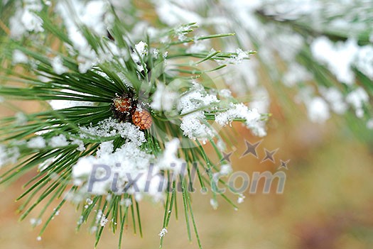 Snowy branch of pine with needles covered in snow